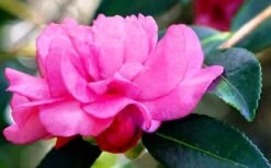 Chansonette Dwarf Weeping Camellia Sasanqua - 1 Gallon Pot 15 Chansonette Dwarf Weeping Camellia Sasanqua - 1 Gallon Pot -Bush Sale Shop Camellia Chansonette 5 1