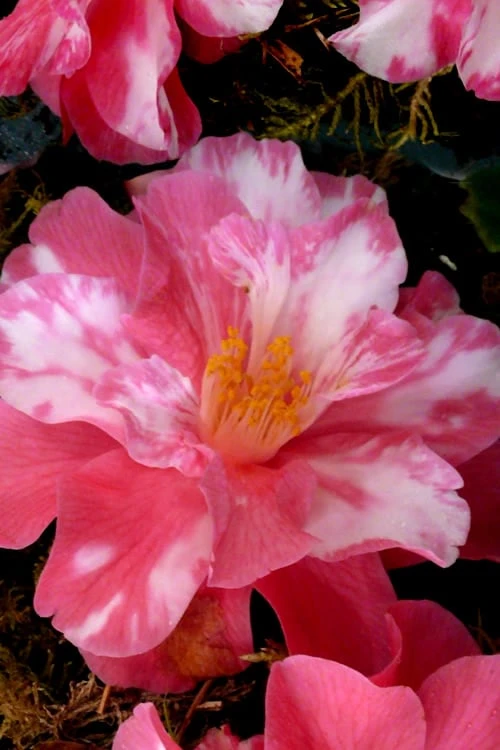 Coral Delight Camellia Hybrid - 1 Gallon Pot 6 Coral Delight Camellia Hybrid - 1 Gallon Pot - Image 4