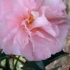 Cotton Candy Camellia Sasanqua - 3 Gallon Pot 1 Cotton Candy Camellia Sasanqua - 3 Gallon Pot -Bush Sale Shop Camellia Cotton Candy 500x750 3
