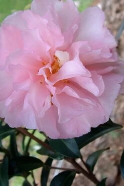 Cotton Candy Camellia Sasanqua - 3 Gallon Pot