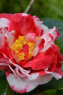 Bush Sale Shop 17 Sacred Dance Camellia Japonica 'Daikagura' - 3 Gallon Pot