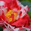 Sacred Dance Camellia Japonica 'Daikagura' - 1 Gallon Pot 1 Sacred Dance Camellia Japonica 'Daikagura' - 1 Gallon Pot -Bush Sale Shop Camellia Daikagura 1 500x750 2
