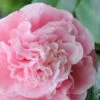 Debutante Pink Camellia Japonica - 3 Gallon Pot 1 Debutante Pink Camellia Japonica - 3 Gallon Pot -Bush Sale Shop Camellia Debutante 500x750 3