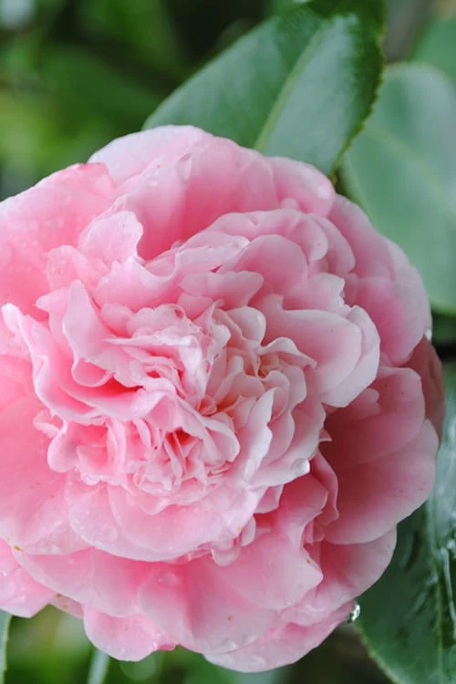 Debutante Pink Camellia Japonica - 3 Gallon Pot 3 Debutante Pink Camellia Japonica - 3 Gallon Pot