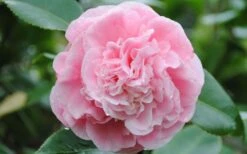 Debutante Pink Camellia Japonica - 3 Gallon Pot 11 Debutante Pink Camellia Japonica - 3 Gallon Pot -Bush Sale Shop Camellia Debutante Closeup Flower 3 2