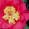 Dr. J.C. Raulston Camellia Japonica - 7 Gallon Pot 2 Dr. J.C. Raulston Camellia Japonica - 7 Gallon Pot -Bush Sale Shop Camellia Dr JC Raulston 10 1