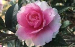 Dream Weaver Camellia Sasanqua - 3 Gallon Pot 10 Dream Weaver Camellia Sasanqua - 3 Gallon Pot -Bush Sale Shop Camellia Dreamweaver 1