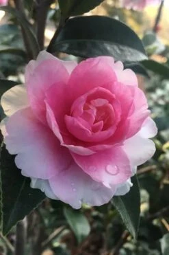 Dream Weaver Camellia Sasanqua - 3 Gallon Pot 11 Dream Weaver Camellia Sasanqua - 3 Gallon Pot -Bush Sale Shop Camellia Dreamweaver 2