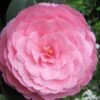 E.G. Waterhouse Camellia - Williamsii Hybrid - 1 Gallon Pot 2 E.G. Waterhouse Camellia - Williamsii Hybrid - 1 Gallon Pot -Bush Sale Shop Camellia EG Waterhouse 1 1