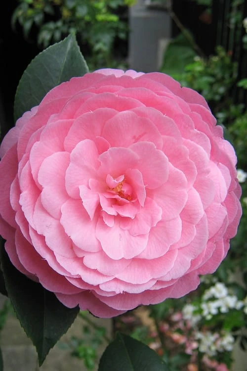 E.G. Waterhouse Camellia - Williamsii Hybrid - 3 Gallon Pot 3 E.G. Waterhouse Camellia - Williamsii Hybrid - 3 Gallon Pot