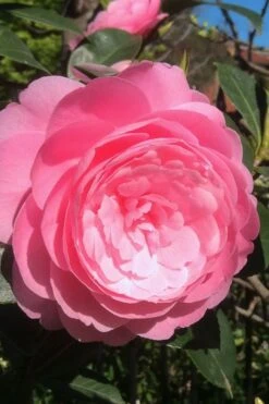 E.G. Waterhouse Camellia - Williamsii Hybrid - 1 Gallon Pot 11 E.G. Waterhouse Camellia - Williamsii Hybrid - 1 Gallon Pot -Bush Sale Shop Camellia EG Waterhouse 2 1