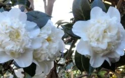 Fifth Avenue White Camellia Japonica - 1 Gallon Pot 11 Fifth Avenue White Camellia Japonica - 1 Gallon Pot -Bush Sale Shop Camellia Fifth Avenue 21 1