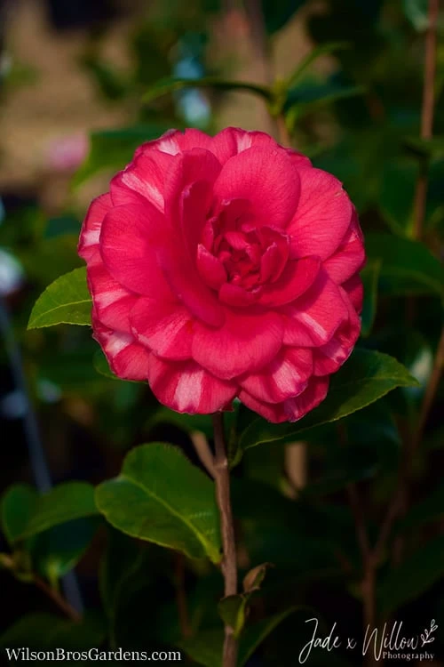 Glen 40 Camellia Japonica - 1 Gallon Pot 7 Glen 40 Camellia Japonica - 1 Gallon Pot - Image 5