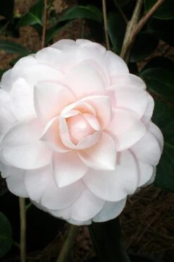 Goggy Camellia Japonica - 3 Gallon Pot -Bush Sale Shop Camellia Goggy 3 1