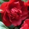 Governor Mouton Red Camellia Japonica - 1 Gallon Pot 2 Governor Mouton Red Camellia Japonica - 1 Gallon Pot -Bush Sale Shop Camellia Governor Mouton 1 500x750 2