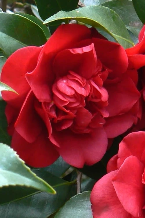 Governor Mouton Red Camellia Japonica - 1 Gallon Pot 3 Governor Mouton Red Camellia Japonica - 1 Gallon Pot