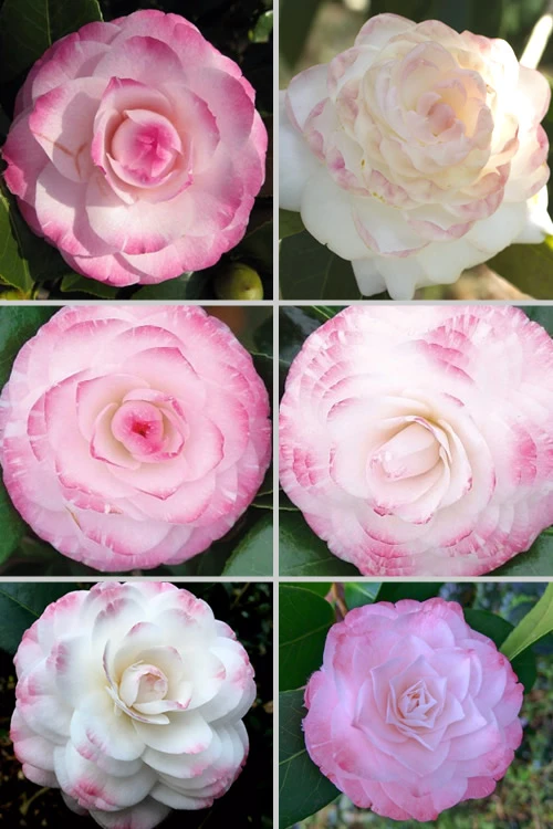 Grace Albritton Camellia Japonica - 1 Gallon Pot 6 Grace Albritton Camellia Japonica - 1 Gallon Pot - Image 4