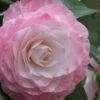 Grace Albritton Camellia Japonica - 3 Gallon Pot 2 Grace Albritton Camellia Japonica - 3 Gallon Pot -Bush Sale Shop Camellia Grace Albritton 5 1