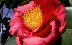 Greensboro Red Camellia Japonica - 1 Gallon Pot 9 Greensboro Red Camellia Japonica - 1 Gallon Pot -Bush Sale Shop Camellia Greensboro Red 1 2