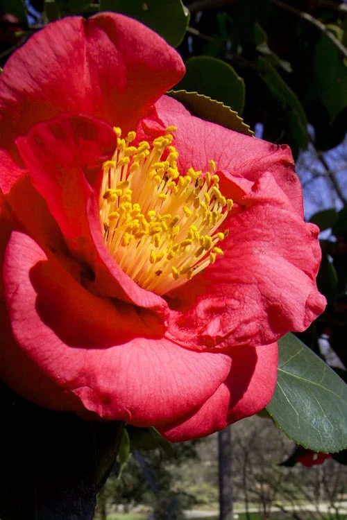 Greensboro Red Camellia Japonica - 3 Gallon Pot 3 Greensboro Red Camellia Japonica - 3 Gallon Pot