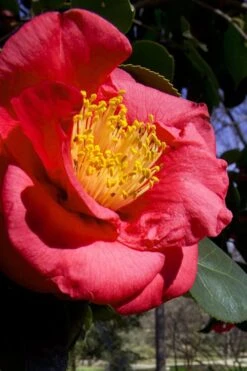 Bush Sale Shop 27 Greensboro Red Camellia Japonica - 1 Gallon Pot