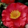 Gunsmoke Camellia Japonica - 3 Gallon Pot 1 Gunsmoke Camellia Japonica - 3 Gallon Pot -Bush Sale Shop Camellia Gunsmoke 8