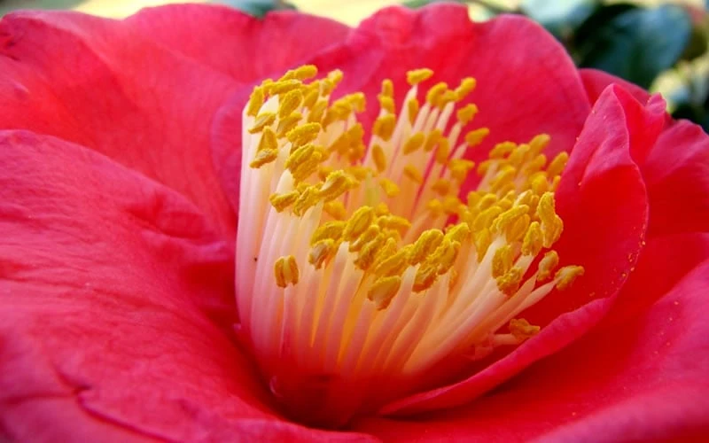 Gunsmoke Camellia Japonica - 3 Gallon Pot 6 Gunsmoke Camellia Japonica - 3 Gallon Pot - Image 4