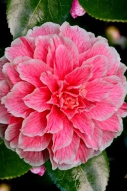 Brilliant Gem Fragrant Camellia Japonica - Herme - 3 Gallon Pot 13 Brilliant Gem Fragrant Camellia Japonica - Herme - 3 Gallon Pot -Bush Sale Shop Camellia Hermes 6 2
