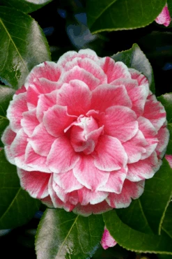 Brilliant Gem Fragrant Camellia Japonica 'Herme' - 7 Gallon Pot 12 Brilliant Gem Fragrant Camellia Japonica 'Herme' - 7 Gallon Pot -Bush Sale Shop Camellia Herrmes 4