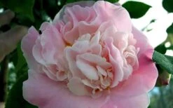 High Fragrance Camellia Hybrid - 6 Pack Of 1 Gallon Pots -Bush Sale Shop Camellia High Fragrance 5 1