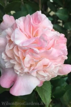 High Fragrance Camellia TREE FORM - 3 Gallon Pot -Bush Sale Shop Camellia High Fragrance 500x750 1