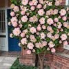 High Fragrance Camellia TREE FORM - 3 Gallon Pot -Bush Sale Shop Camellia High Fragrance Tree 2