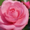 Jerry Hill Pink Camellia - 1 Gallon Pot 2 Jerry Hill Pink Camellia - 1 Gallon Pot -Bush Sale Shop Camellia Jerry Hill 1 2