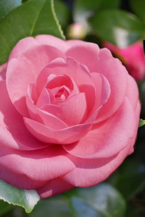 Jerry Hill Pink Camellia - 3 Gallon Pot 3 Jerry Hill Pink Camellia - 3 Gallon Pot