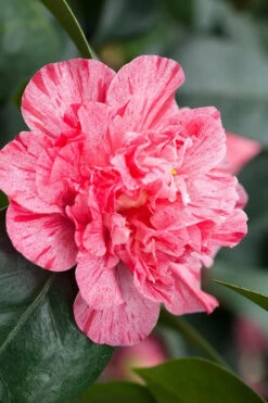 Kick Off Camellia Japonica - 3 Gallon Pot 12 Kick Off Camellia Japonica - 3 Gallon Pot -Bush Sale Shop Camellia Kick Off 10 1
