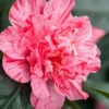 Kick Off Camellia Japonica - 1 Gallon Pot