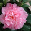 Kick Off Camellia Japonica - 3 Gallon Pot 1 Kick Off Camellia Japonica - 3 Gallon Pot -Bush Sale Shop Camellia Kick Off 2 1