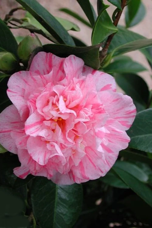 Kick Off Camellia Japonica - 3 Gallon Pot 3 Kick Off Camellia Japonica - 3 Gallon Pot