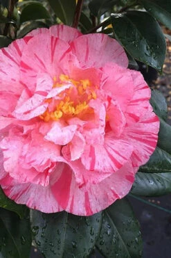 Kick Off Camellia Japonica - 3 Gallon Pot 11 Kick Off Camellia Japonica - 3 Gallon Pot -Bush Sale Shop Camellia Kick Off 3 1