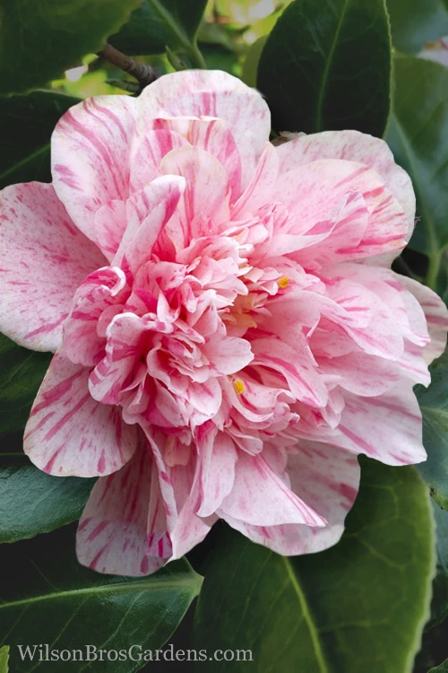 Kick Off Camellia Japonica - 3 Gallon Pot 8 Kick Off Camellia Japonica - 3 Gallon Pot - Image 6