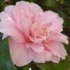 King's Ransom Camellia Japonica - 3 Gallon Pot 1 King's Ransom Camellia Japonica - 3 Gallon Pot -Bush Sale Shop Camellia Kings Ransom 2
