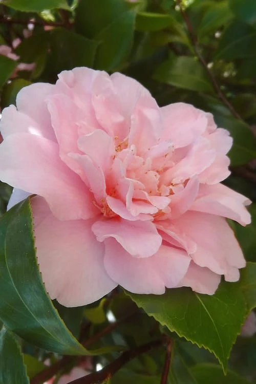 King's Ransom Camellia Japonica - 3 Gallon Pot 3 King's Ransom Camellia Japonica - 3 Gallon Pot