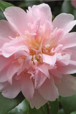 King's Ransom Camellia Japonica - 3 Gallon Pot 9 King's Ransom Camellia Japonica - 3 Gallon Pot -Bush Sale Shop Camellia Kings Ransom 3