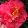 Kramers Supreme Red Double Camellia Japonica - 2 Gallon Pot 2 Kramers Supreme Red Double Camellia Japonica - 2 Gallon Pot -Bush Sale Shop Camellia Kramers Supreme 11 2
