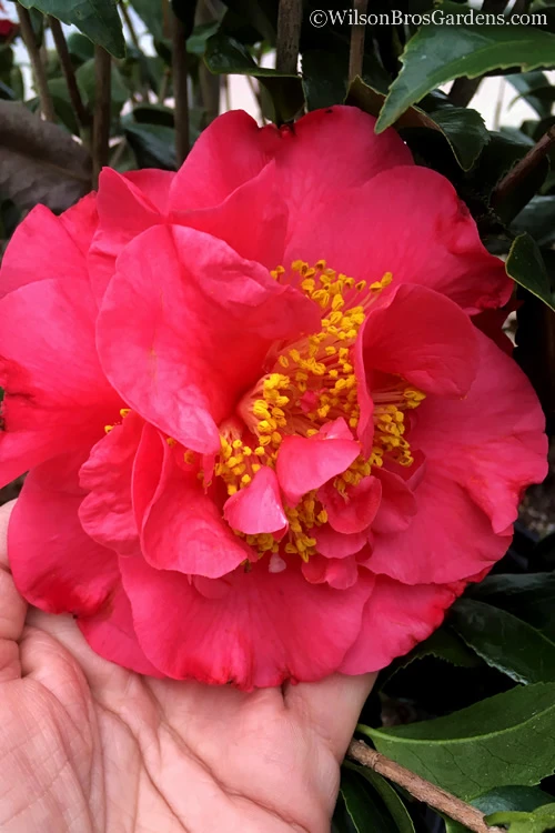 Kramers Supreme Red Double Camellia Japonica - 1 Gallon Pot 3 Kramers Supreme Red Double Camellia Japonica - 1 Gallon Pot