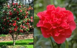 Kramers Supreme Red Double Camellia Japonica - 2 Gallon Pot 11 Kramers Supreme Red Double Camellia Japonica - 2 Gallon Pot -Bush Sale Shop Camellia Kramers Supreme 2 2