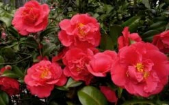 Kramers Supreme Red Double Camellia Japonica - 3 Gallon Pot 10 Kramers Supreme Red Double Camellia Japonica - 3 Gallon Pot -Bush Sale Shop Camellia Kramers Supreme 52 1