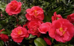 Kramers Supreme Red Double Camellia Japonica - 1 Gallon Pot 10 Kramers Supreme Red Double Camellia Japonica - 1 Gallon Pot -Bush Sale Shop Camellia Kramers Supreme 52