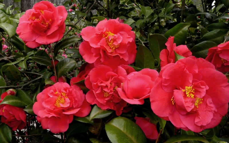Kramers Supreme Red Double Camellia Japonica - 1 Gallon Pot 6 Kramers Supreme Red Double Camellia Japonica - 1 Gallon Pot - Image 4