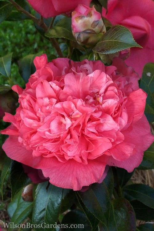 Kumasaka Camellia Japonica - 3 Gallon Pot 3 Kumasaka Camellia Japonica - 3 Gallon Pot